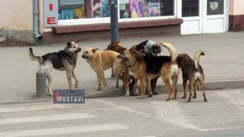 "ცხოველთა პრობლემები არ არის მხოლოდ ჩვენს ქალაქში"