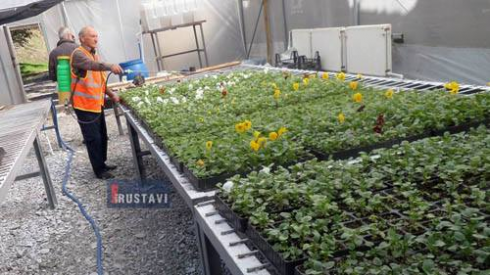 ახალი ჯიშის ყვავილები ქალაქში