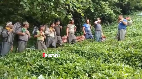 როგორ კრეფენ ჩაის ქართველები [video]