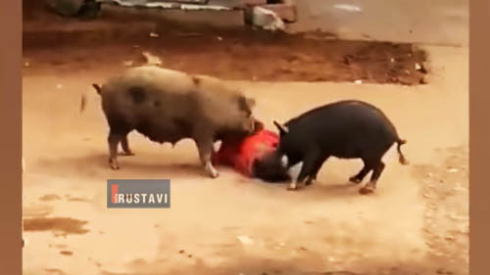 ღორები ქალს დაესხნენ (ვიდეო)