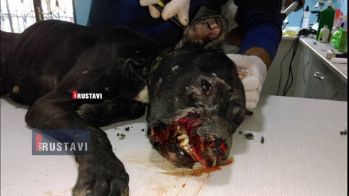 "მორიგი არადამიანური ფაქტი"