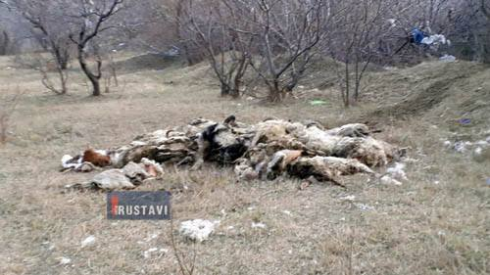 ტერიტორიის ლეშისგან გასუფთავება მიმდინარეობს