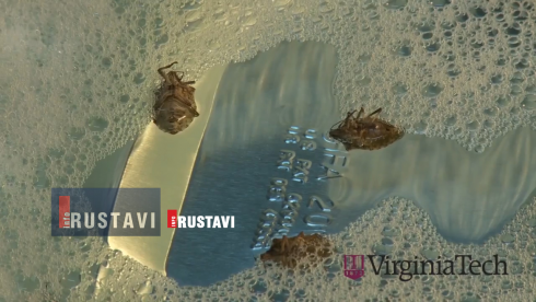 როგორ ვებრძოლოთ ფაროსანას (ვიდეო)