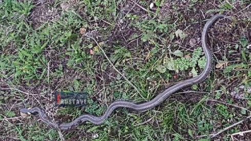 რუსთავში 6 გველი დაიჭირეს