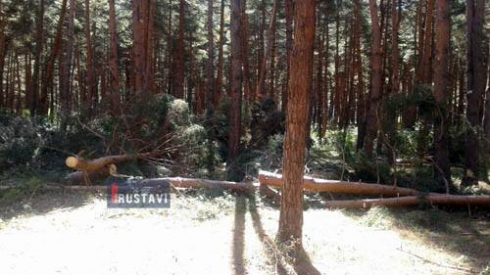 სურამში 200 ძირი უნიკალური ფიჭვი მოჭრეს (ფოტო/ვიდეო)