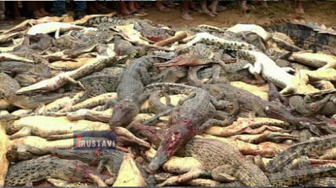 მოსახლეობამ 300-მდე ნიანგი მოკლა [video]