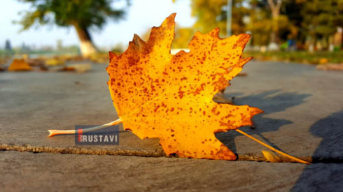 "შემოდგომის ფესტივალი" რუსთავის პარკში