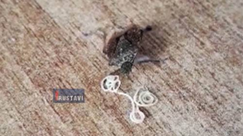 როგორ მრავლდება ფაროსანა (ვიდეო)