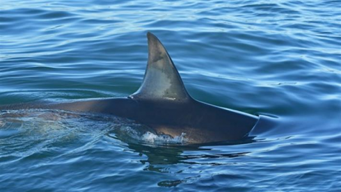 ახალგაზრდა კაცი ზვიგენმა შეჭამა [photo]