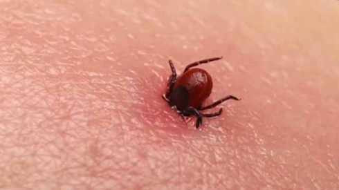 ყირიმ-კონგოს ცხელებით კაცი გარდაიცვალა