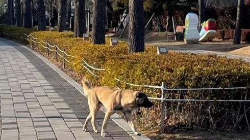 რუსთავში ძაღლმა მოზარდი დაკბინა