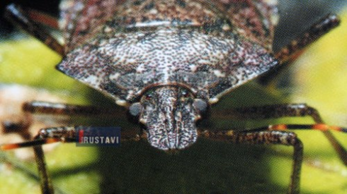 თაღლითობა თუ მომსახურება