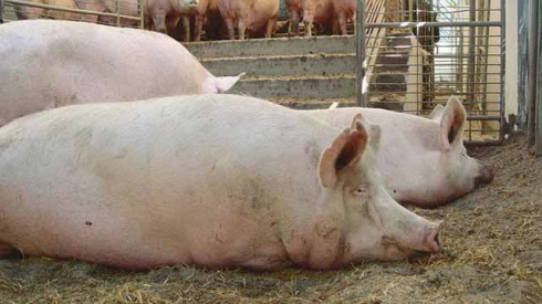 რუსთავის შემოგარენში ღორმა ადამიანი დაკბინა