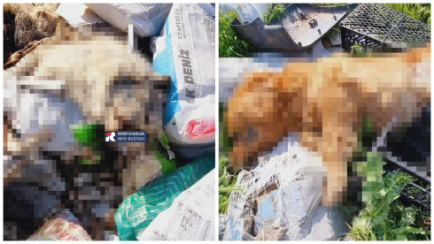 "სამშენებლო ნარჩენების ნაგავსაყრელებზე არის ცხოველები გადაყრილი" [photo]