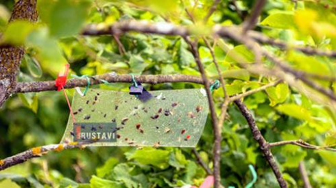 აზიური ფაროსანას ხაფანგები ქალაქში