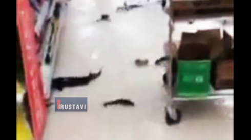 "თევზები იატაკზე დაცურავდნენ" [video]