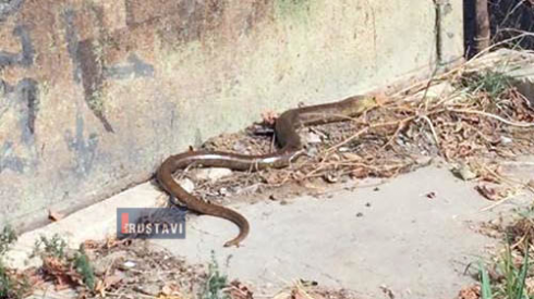 რა უნდა იცოდე, თუ გველს დაინახავ