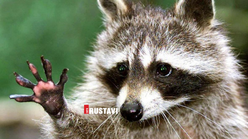 რუსთავის მიმდებარედ ენოტმა კაცი დაკბინა