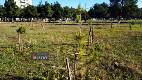 ლეონიძის სკვერში ნაძვები მოიპარეს.