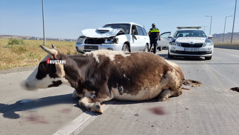რუსთავი-თბილისის მაგისტრალზე ავტომობილი ძროხას შეეჯახა [video]