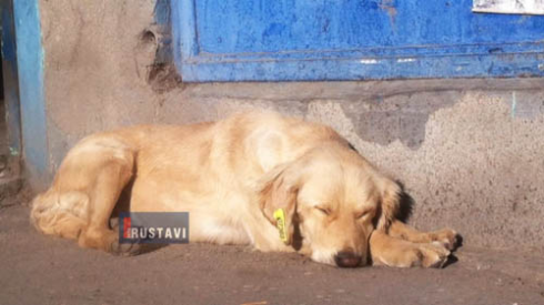 ძაღლები რუსთავის ქუჩებში [ფოტორეპორტაჟი]