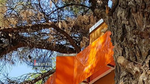 "რა ამოვიდა ხეებს შორის" [photo]