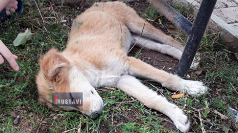 ცხოველის მიმართ ძალადობის ფაქტი