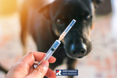 ქვემო ქართლის ერთ-ერთ მუნიციპალიტეტში ცოფის შემთხვევა დადასტურდა