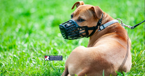 ძაღლის საბელის ან ალიკაპის გარეშე ყოლაზე პასუხისმგებლობა მკაცრდება