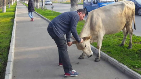 რქოსანი პირუტყვი ცენტრალურ ქუჩაზე