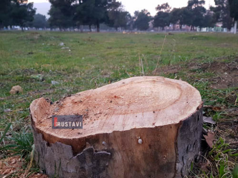 ახალგაზრდობის პარკში ხეები მოჭრეს [photo]