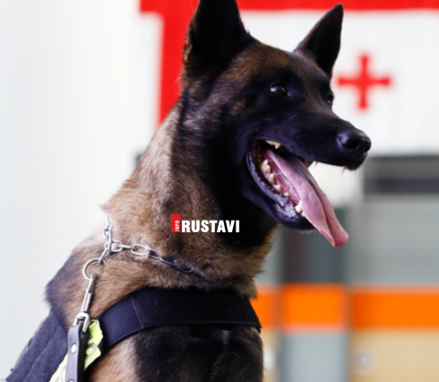 ძაღლმა სახელად ,,დიიმ“ 394,83 გრამი მარიხუანა აღმოაჩინა