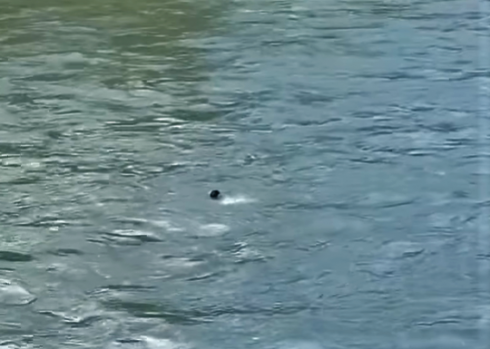 მდინარე მტკვარში ქალი ჩავარდა