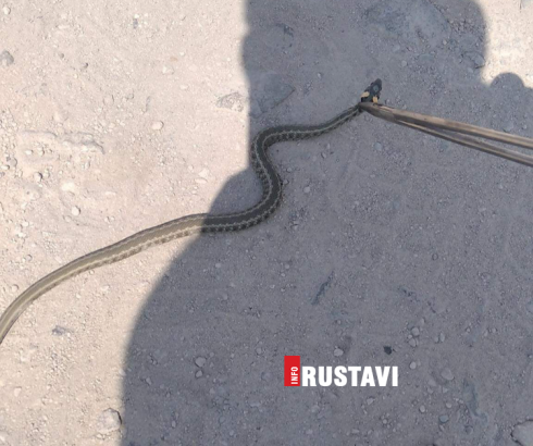 "სავსეა ეს ტერიტორია გველებით"