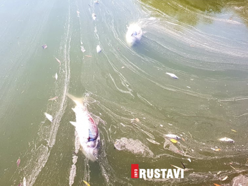 რუსთავის ტბაში თევზები დაიხოცა [photo]
