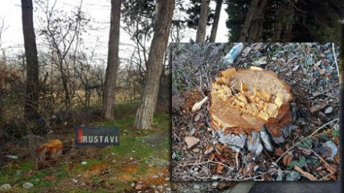 გაგარინის ქუჩაზე მრავალწლოვანი ხეები მოჭრეს (ვიდეო).