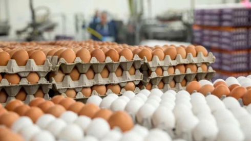 რას ამბობს კვერცხის დეფციტთან დაკავშირებით ასოციაციის წარმომადგენელი