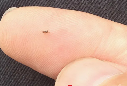 რუსთავში რწყილები მომრავლდა