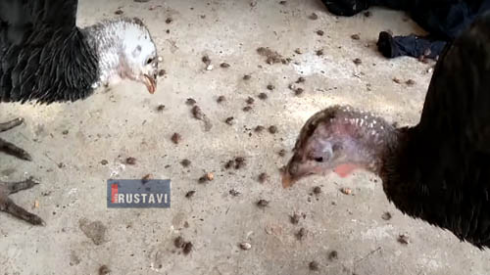 სურსათის ეროვნული სააგენტოს რეკომენდაცია