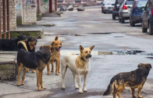 ქვემო ქართლში ახალი მუნიციპალური თავშესაფარ აშენდება
