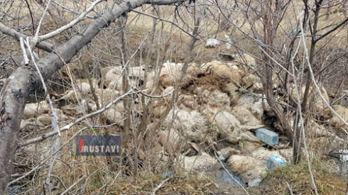 ათეულობით მკვდარი ცხვარი სარწყავ არხში [video]