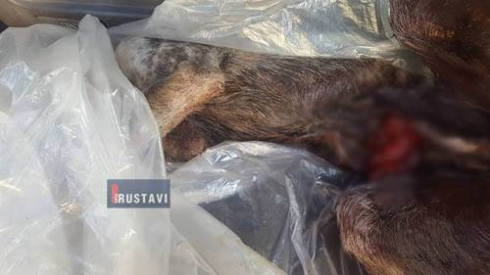 მერიის წინ პროტესტის ნიშნად მკვდარი ძაღლი მიიტანეს