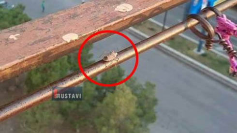 ფაროსანა რუსთავში გამოჩნდა