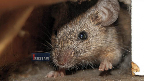 მღრნელები სადარბაზოებში