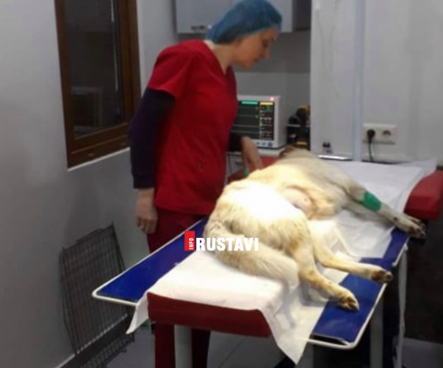 მამაკაცმა ძაღლი აივნიდან გადმოაგდო