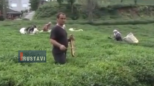 თურქეთში ქართველებს მუსიკის ფონზე ამუშავებენ (ვიდეო)