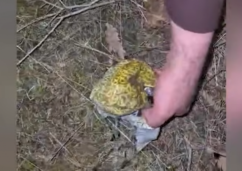 ნარკოდანაშაულის ბრალდებით 1 პირი დააკავეს