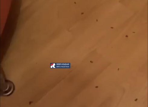 მწვანე მწერების სიმრავლე რუსთავში