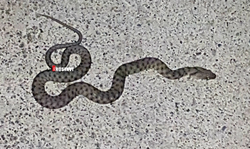 რუსთავში 5 გველი დაიჭირეს