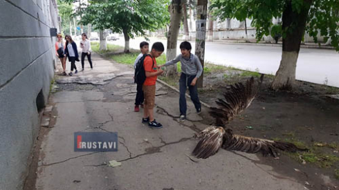 რუსთავში არწივი "ჩამოვარდა" [video]